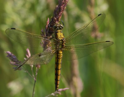 Gewone Oeverlibel - Blacktailed Skimmer