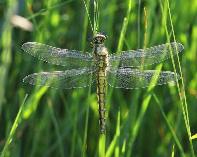 Gewone Oeverlibel - Blacktailed Skimmer