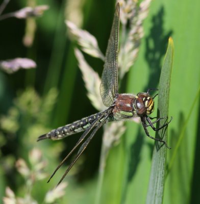 Glassnijder - Hairy Dragonfly