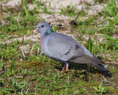 Holenduif - Stock Dove