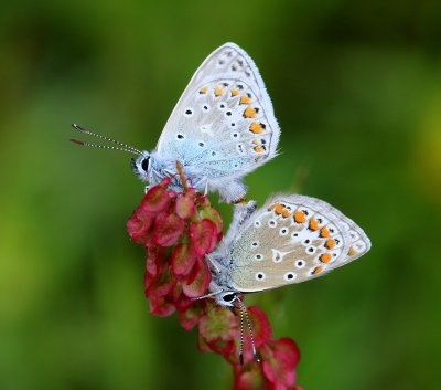 Icarusblauwtjes - Common Blues