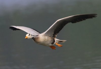 Indische Gans - Bar-headed Goose