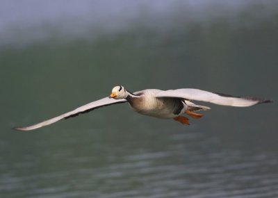 Indische Gans - Bar-headed Goose