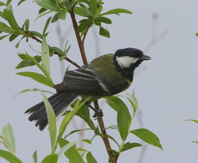 Koolmees - Great Tit