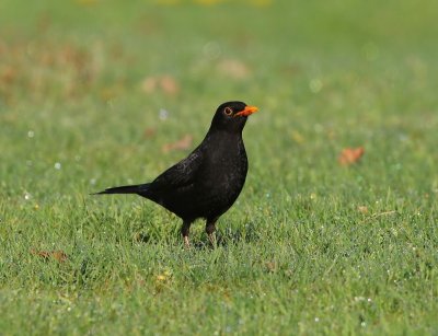 Merel - Common Blackbird