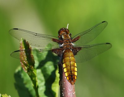 Platbuik - Broad-bodied Chaser