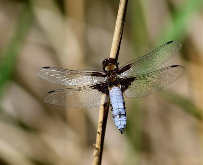 Platbuik - Broad-bodied Chaser