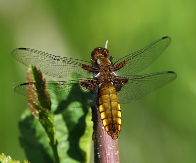 Platbuik - Broad-bodied Chaser