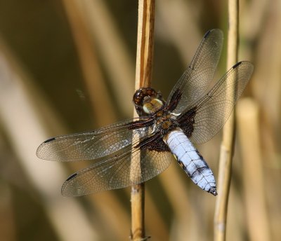 Platbuik - Broad-bodied Chaser