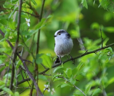Staartmees - Longtailed Tit