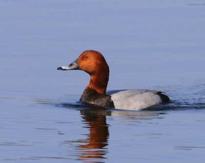 Tafeleend - Common Pochard