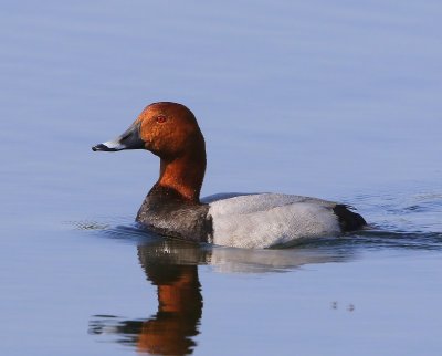 Tafeleend - Common Pochard