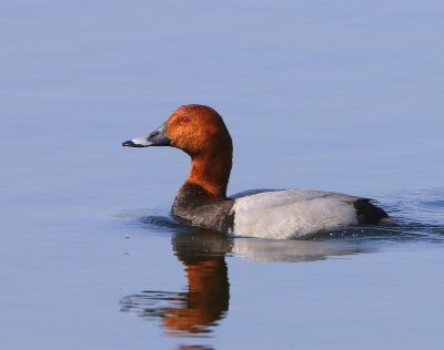 Tafeleend - Common Pochard