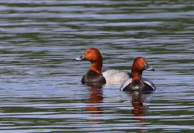 Tafeleenden - Common Pochards