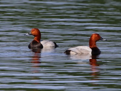 Tafeleenden - Common Pochards