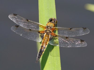 Viervlek - Fourspotted Chaser