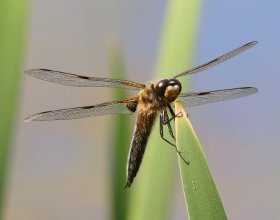 Viervlek - Fourspotted Chaser