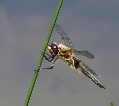 Viervlek - Fourspotted Chaser