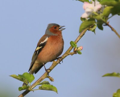 Vink - Common Chaffinch