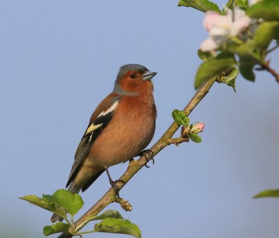 Vink - Common Chaffinch