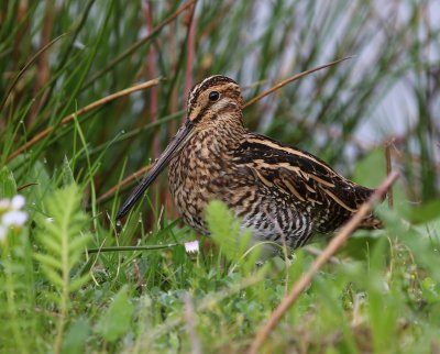 Watersnip - Common Snipe