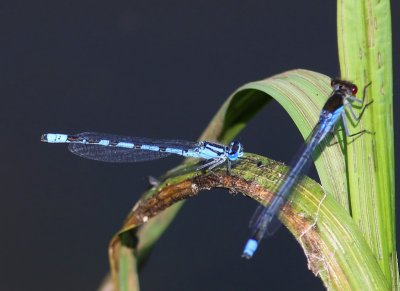 Watersnuffel - Common Bluet