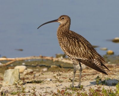 Wulp - Eurasian Curlew