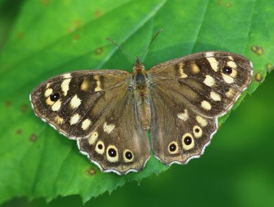 Bont Zandoogje - Speckled Wood