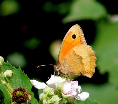 Bruin Zandoogje - Meadow Brown