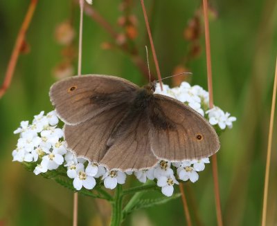 Bruin Zandoogje - Meadow Brown