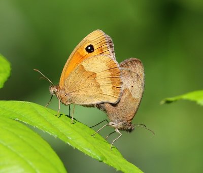 Bruin Zandoogjes - Meadow Browns