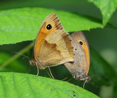 Bruin Zandoogjes - Meadow Browns