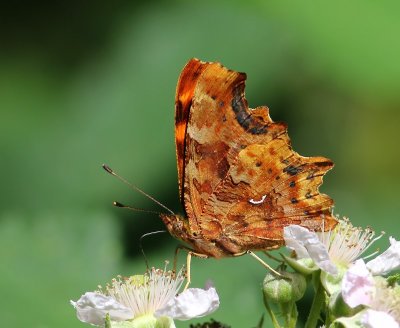 Gehakkelde Aurelia - Comma Butterfly