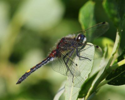Gevlekte Witsnuitlibel - Large White-faced Darter
