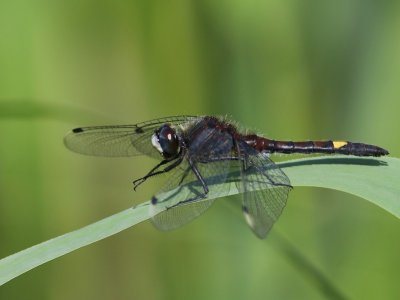 Gevlekte Witsnuitlibel - Large White-faced Darter