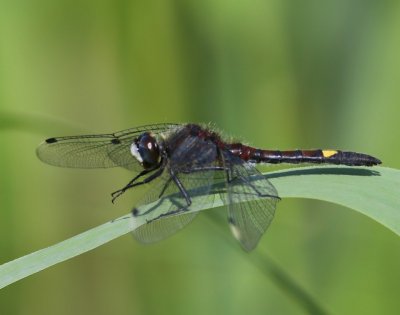 Gevlekte Witsnuitlibel - Large White-faced Darter