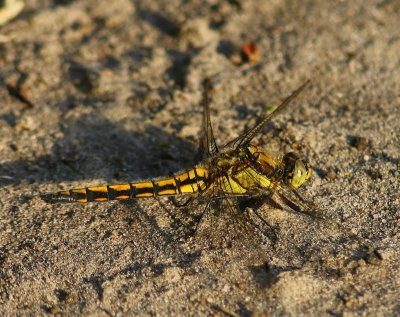 Gewone Oeverlibel - Black-tailed Skimmer