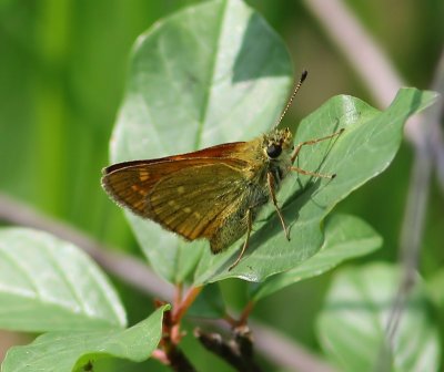 Groot Dikkopje - Large Skipper