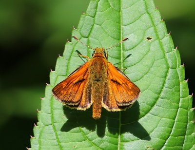 Groot Dikkopje - Large Skipper