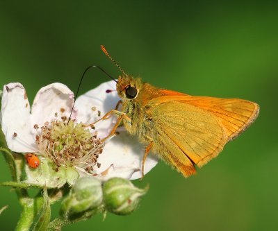 Groot Dikkopje - Large Skipper