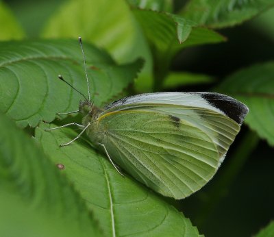 Groot Koolwitje - Large White