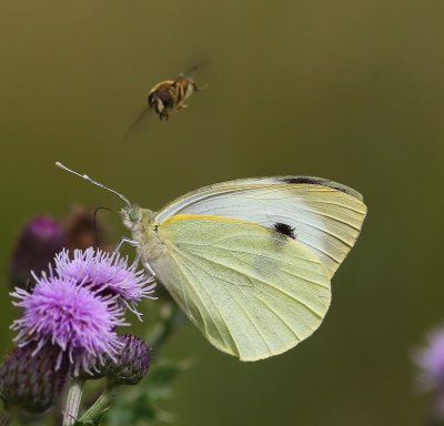 Groot Koolwitje - Large White