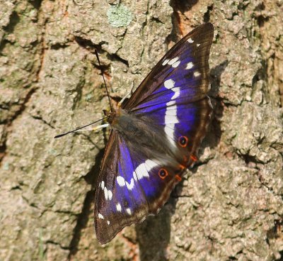 Grote Weerschijnvlinder - Purple Emperor