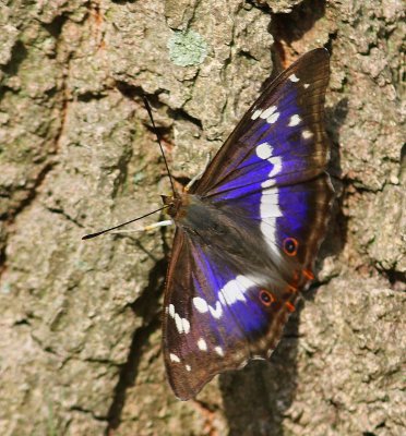 Grote Weerschijnvlinder - Purple Emperor