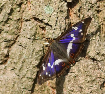 Grote Weerschijnvlinder - Purple Emperor