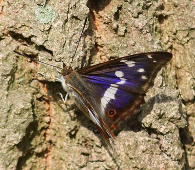 Grote Weerschijnvlinder - Purple Emperor