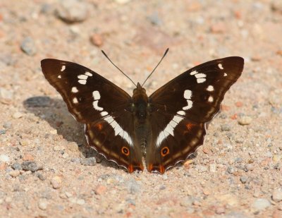 Grote Weerschijnvlinder - Purple Emperor