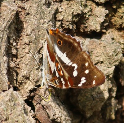Grote Weerschijnvlinder - Purple Emperor