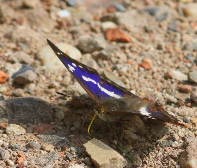 Grote Weerschijnvlinder - Purple Emperor