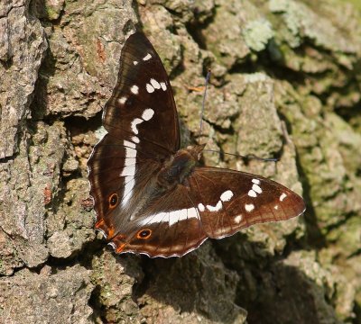Grote Weerschijnvlinder - Purple Emperor